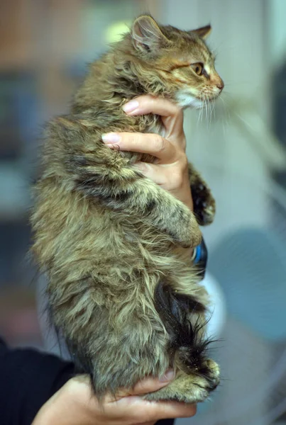 Nadýchané Hnědé Sibiřské Kotě Rukou Zblízka — Stock fotografie