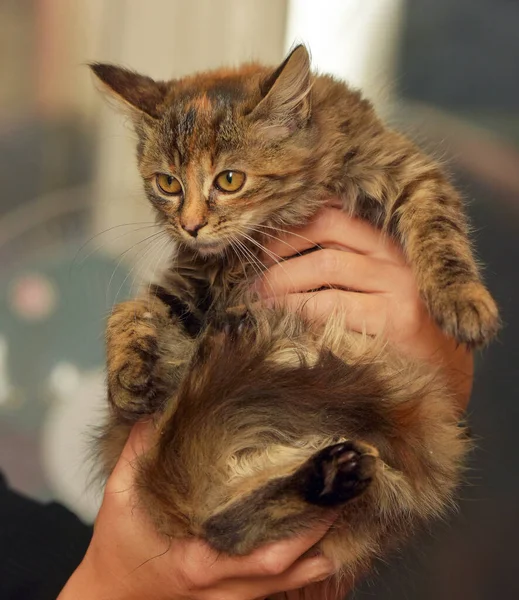 毛茸茸的褐色小猫咪手牵着手 — 图库照片