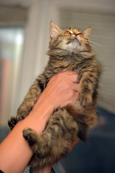 Fluffy Brown Siberian Kitten Hands Close — Stock Photo, Image