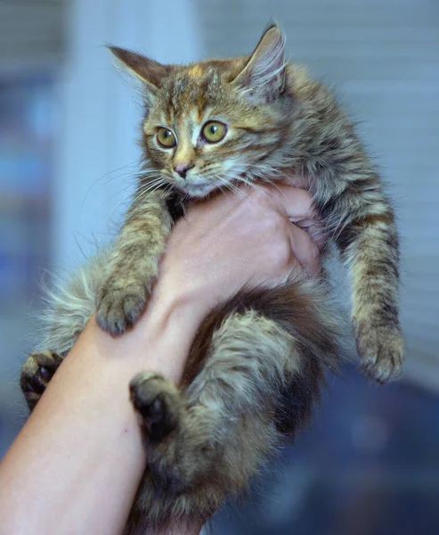 Flauschiges Braunes Sibirisches Kätzchen Den Händen Aus Nächster Nähe — Stockfoto