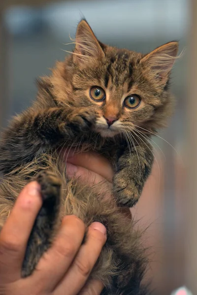 Fluffy Brown Siberian Kitten Hands Close — Stock Photo, Image