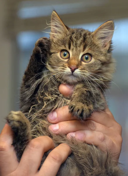 Kucing Siberian Coklat Lembut Tangan Menutup — Stok Foto