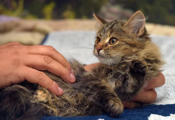 Fluffy Brown Siberian Kitten Hands Close — 스톡 사진