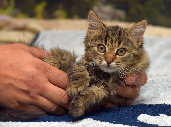 Fluffy Brown Siberian Kitten Hands Close — Stock Photo, Image