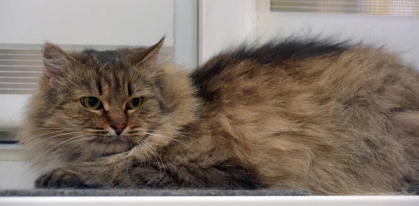 Schöne Braune Flauschige Sibirische Katze Auf Der Fensterbank — Stockfoto