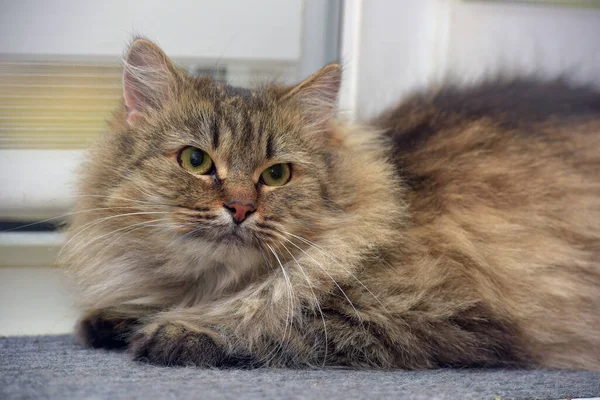 Schöne Braune Flauschige Sibirische Katze Auf Der Fensterbank — Stockfoto