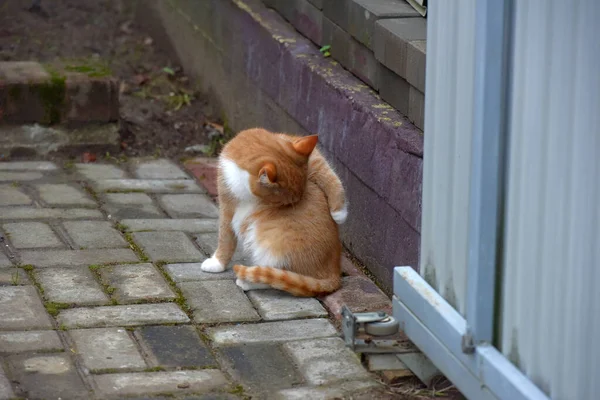 Rot Weiße Obdachlose Auf Der Straße — Stockfoto