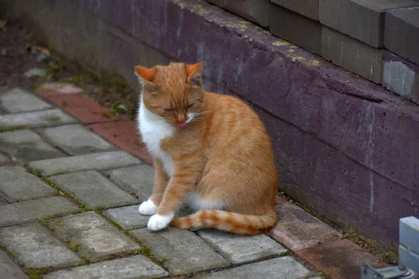 Red White Homeless Cat Street — Stock Photo, Image