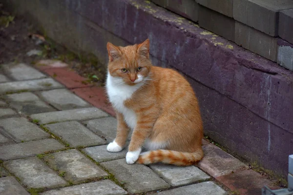 Röd Och Vit Hemlös Katt Gatan — Stockfoto