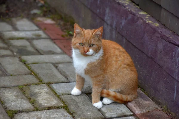 路上の赤と白のホームレスの猫は — ストック写真
