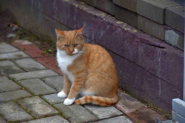 Rot Weiße Obdachlose Auf Der Straße — Stockfoto