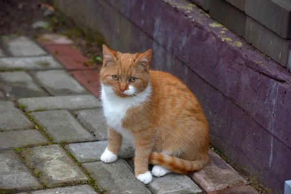 Червоно Білий Безпритульний Кіт Вулиці — стокове фото