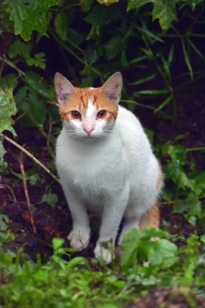 Vermelho Branco Sem Teto Gato Rua — Fotografia de Stock