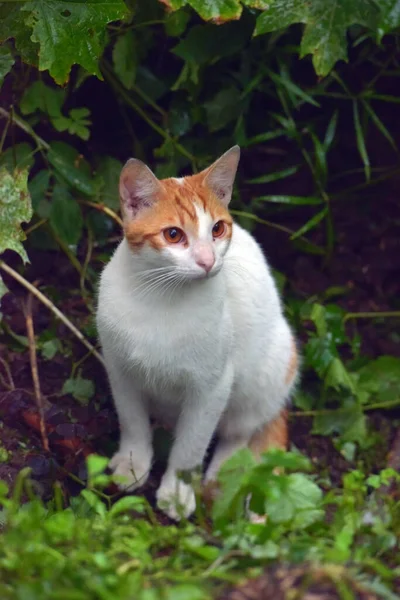 Rood Wit Dakloze Kat Straat — Stockfoto