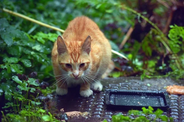 街上红白相间的无家可归的猫 — 图库照片