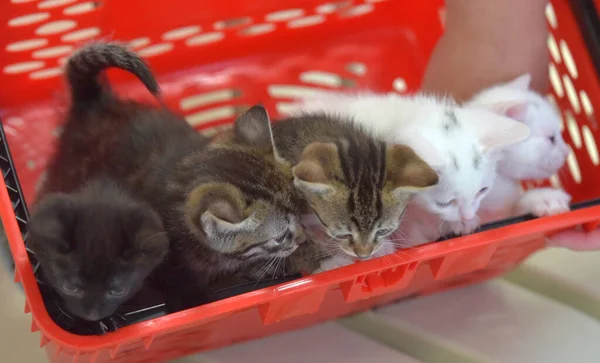 Piccoli Gattini Cesto Insieme Vicino — Foto Stock