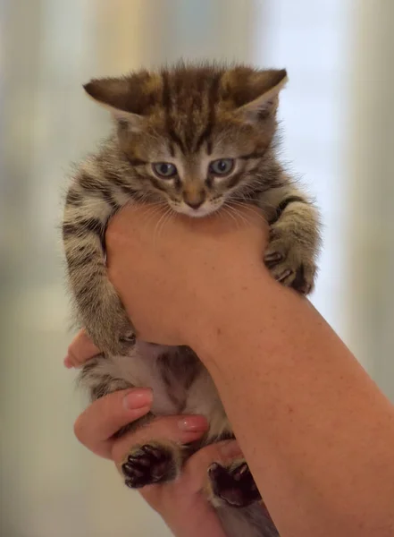 Schattig Klein Tabby Kitten Handen Close — Stockfoto