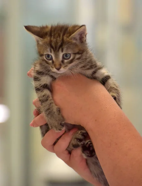 Schattig Klein Tabby Kitten Handen Close — Stockfoto