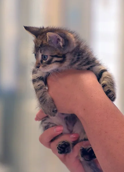 かわいいタビー子猫ちゃん手を閉じて — ストック写真