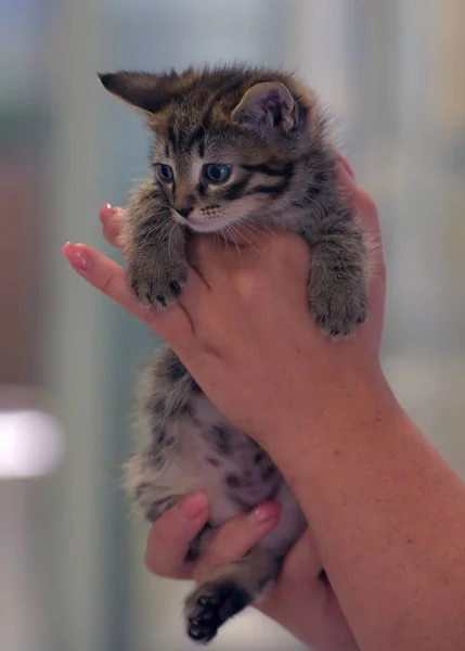 Schattig Klein Tabby Kitten Handen Close — Stockfoto