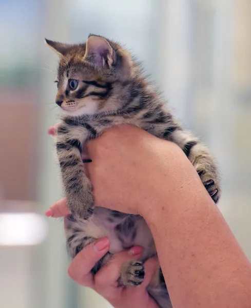 Cute Little Tabby Kitten Hands Close — Stock Photo, Image