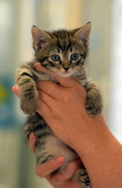Schattig Klein Tabby Kitten Handen Close — Stockfoto