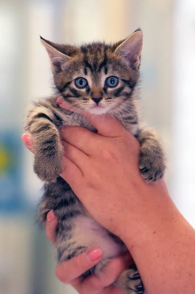 Cute Little Tabby Kitten Hands Close — 图库照片
