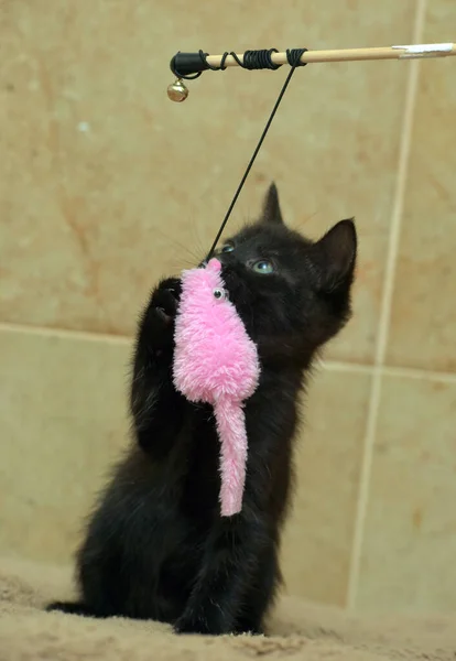 Şirin Küçük Siyah Kedi Yavrusu Yakından Oynuyor — Stok fotoğraf