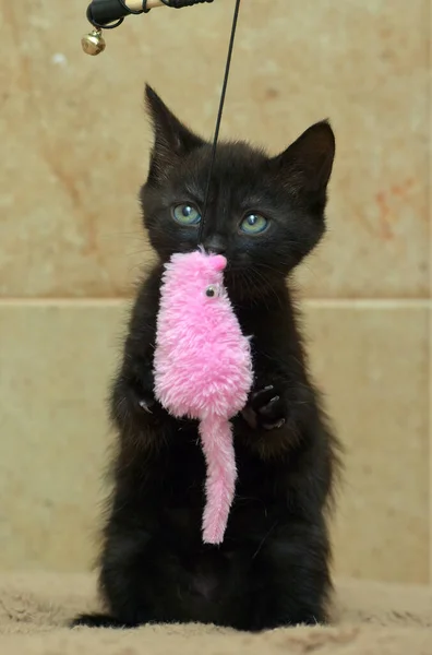 Cute Little Black Kitten Playing Close — Stock Photo, Image