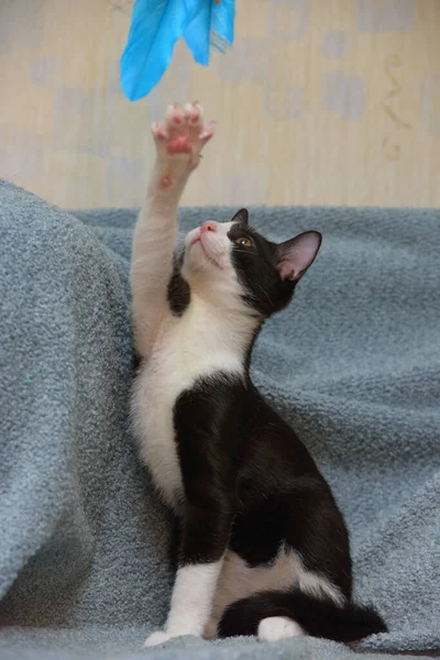 Молодий Чорно Білий Кіт Грає Ловить Дивані — стокове фото