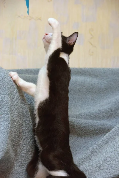 Junge Schwarz Weiße Katze Spielt Fängt Auf Der Couch — Stockfoto