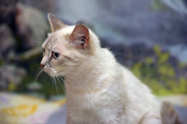 Bonito Pouco Bonito Tailandês Gato Sofá — Fotografia de Stock
