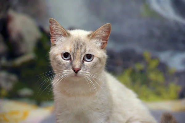 Mignon Petit Beau Chat Thai Sur Canapé — Photo