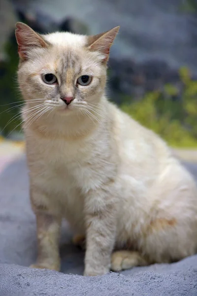 Niedliche Kleine Schöne Thailändische Katze Auf Dem Sofa — Stockfoto