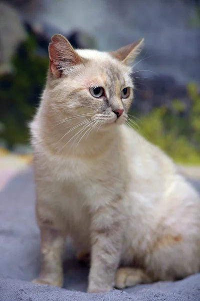 Lindo Poco Hermoso Tailandés Gato Sofá —  Fotos de Stock