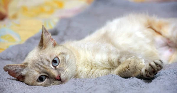 Lindo Poco Hermoso Tailandés Gato Sofá — Foto de Stock