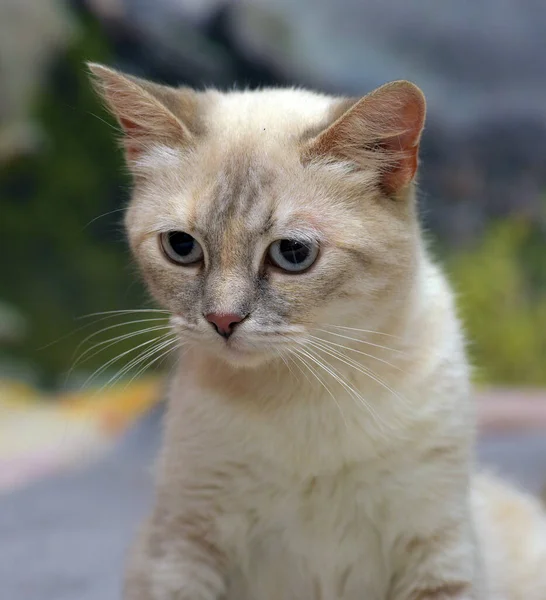 Милый Маленький Красивый Тайский Кот Диване — стоковое фото