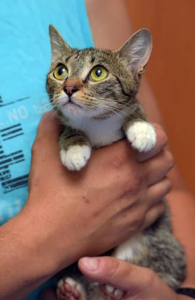 Gato Tabby Con Patas Blancas Las Manos — Foto de Stock