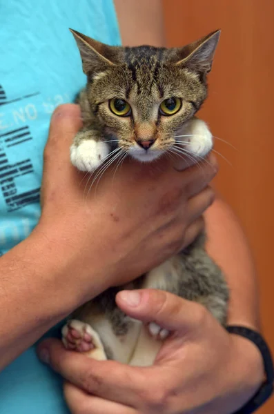 Kucing Tabby Dengan Cakar Putih Tangan — Stok Foto