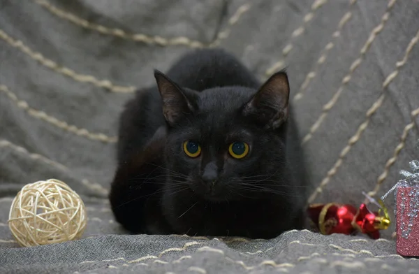 Schattig Zwart Kat Met Gele Ogen Een Grijze Achtergrond — Stockfoto