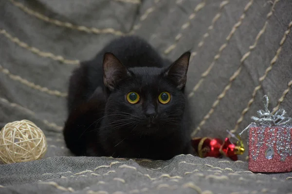 Gato Preto Bonito Com Olhos Amarelos Fundo Cinza — Fotografia de Stock