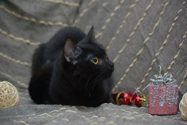 Gato Preto Bonito Com Olhos Amarelos Fundo Cinza — Fotografia de Stock