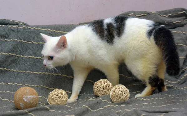 Słodkie Czuły Biały Czarny Kot Szary Tło — Zdjęcie stockowe