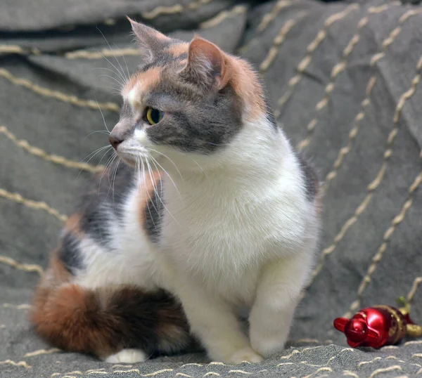 Триколорний Кіт Білим Червоним Сірим Сірому Фоні — стокове фото