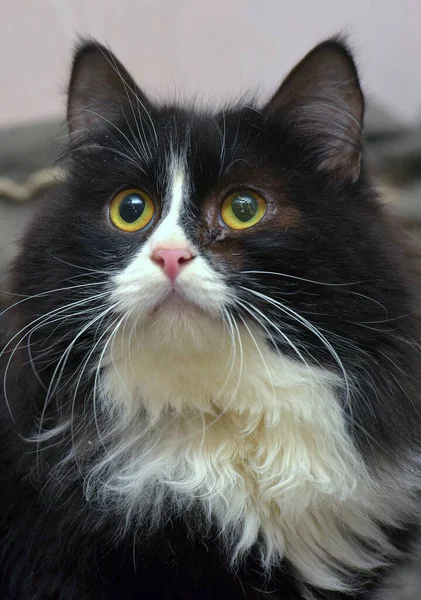 Φουντωτή Ασπρόμαυρη Γάτα Γκρι Φόντο — Φωτογραφία Αρχείου