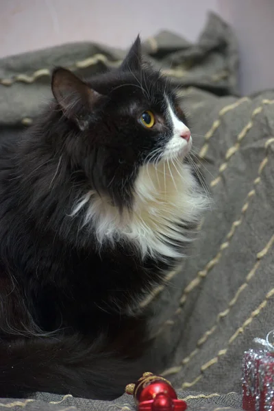 灰色背景的毛茸茸的黑白猫 — 图库照片