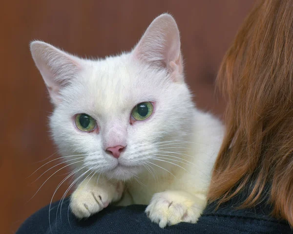Bonito Afetuoso Branco Com Preto Gato Seus Braços — Fotografia de Stock