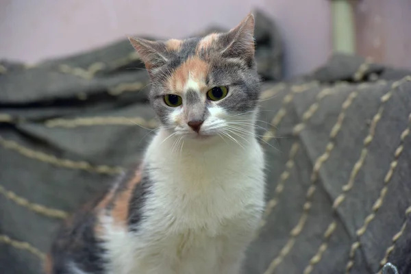 Gato Tricolor Com Branco Vermelho Cinza Fundo Cinza — Fotografia de Stock