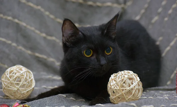 Gato Preto Bonito Com Olhos Amarelos Fundo Cinza — Fotografia de Stock