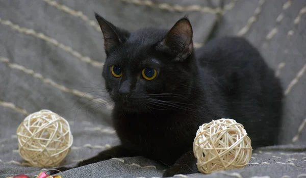 Gato Preto Bonito Com Olhos Amarelos Fundo Cinza — Fotografia de Stock